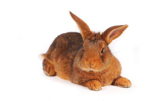 Brown Rabbit on white background