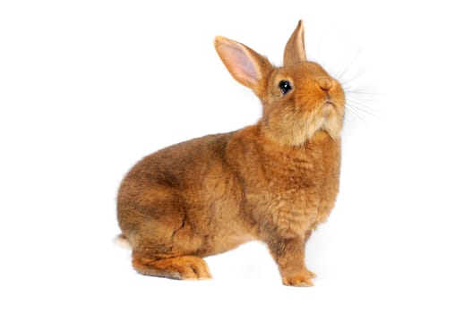 Brown Rabbit on white background