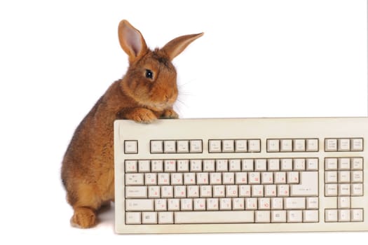 rabbit with the keyboard on a white background