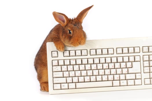 rabbit with the keyboard on a white background