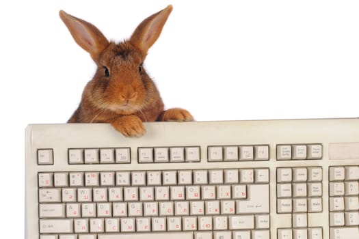 rabbit with the keyboard on a white background