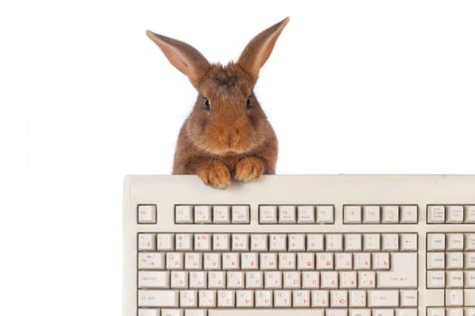 rabbit with the keyboard on a white background