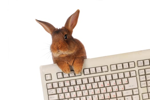 rabbit with the keyboard on a white background