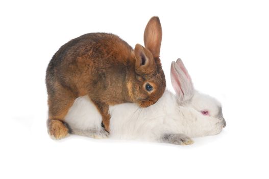 Rabbits are engaged  sex on a white background