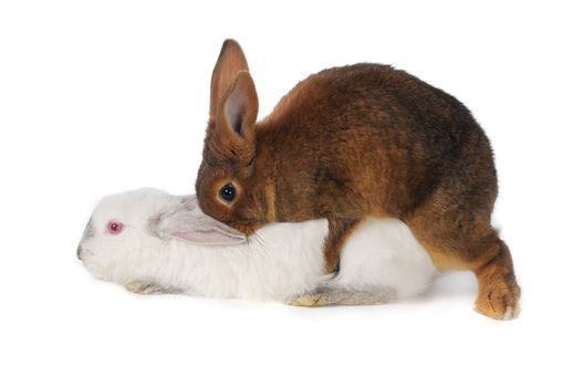 Rabbits are engaged  sex on a white background