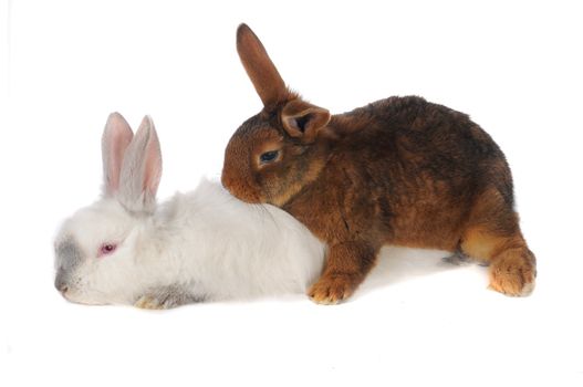 Rabbits are engaged  sex on a white background