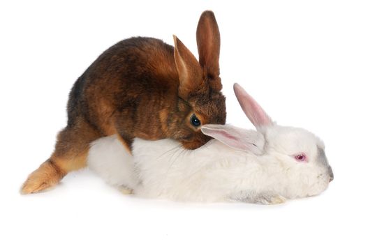 Rabbits are engaged  sex on a white background