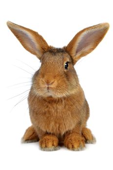 Brown Rabbit on white background