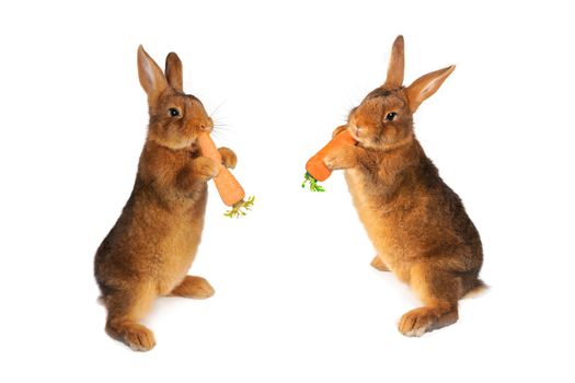  two rabbit with carrot in paws �n a white background