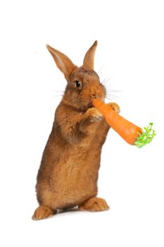 Rabbit with carrot in paws �n a white background