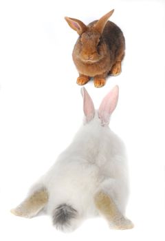 Two Rabbits on white background