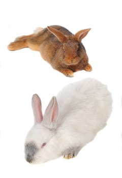 Two Rabbits on white background