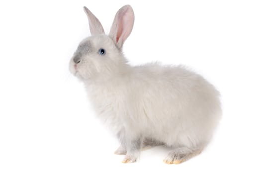 white rabbit with blue eyes