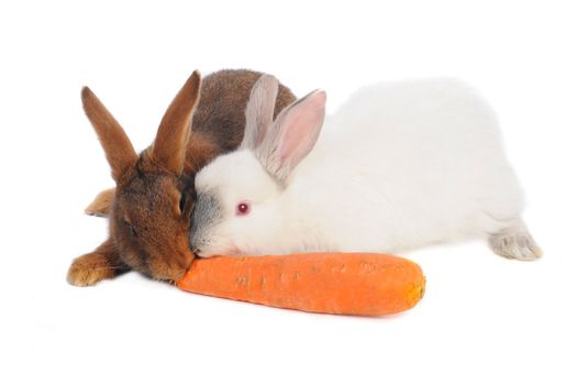 two rabbit with carrot in paws �n a white background