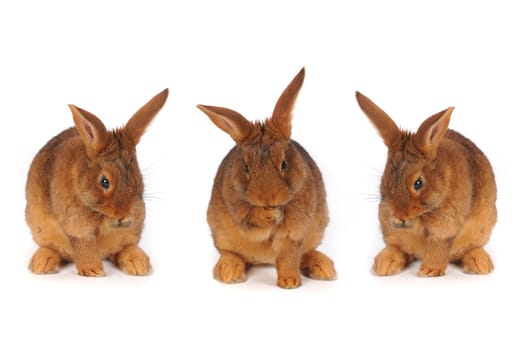 Brown Rabbits wash on white background   
wash
