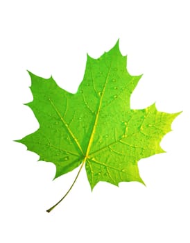 maple leaf with water droplets.slide 9�
