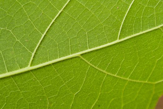 Texture of a green leaf as background