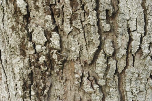 bark of tree texture