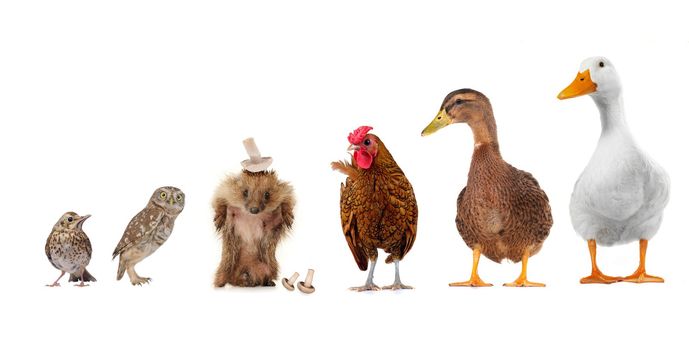 livestock on a white background
