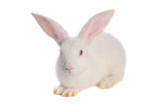 White rabbit with red eyes