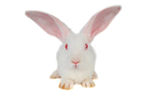 White rabbit with red eyes