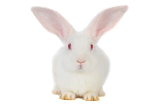 White rabbit with red eyes