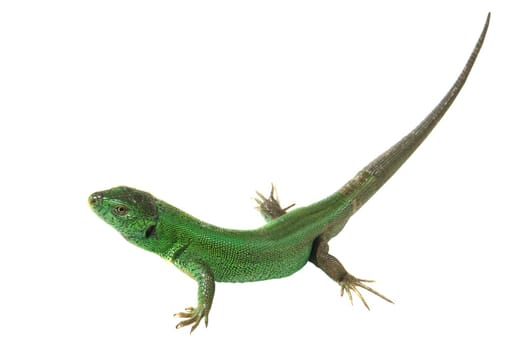 green lizard isolated on white