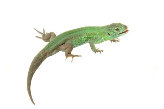 green lizard isolated on white