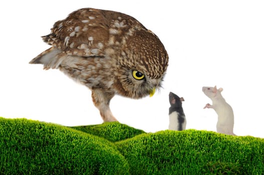 brownie  horned owl and rat  on a white background