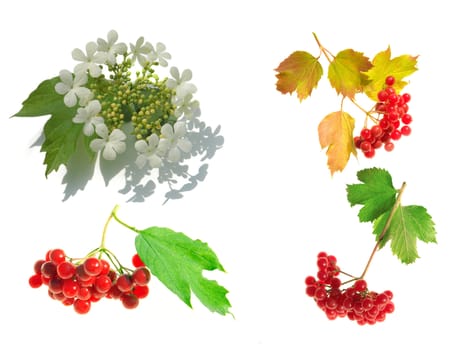 guelder-rose�n a white background