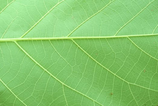 Texture of a green leaf as background