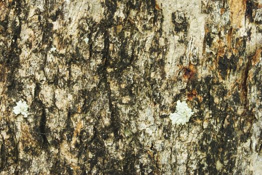 bark of tree texture