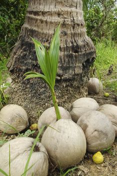 Coconut sprout
