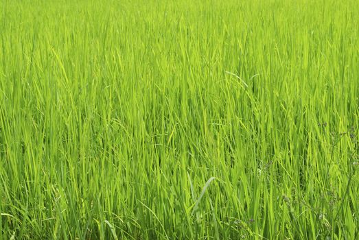 Green rice fields in Northern Highlands of Thailand