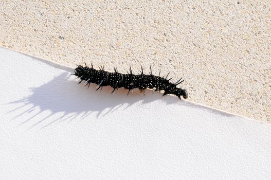 Caterpillar of a Peacock butterfly, Inachis io, in front of white background