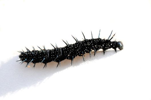 Caterpillar of a Peacock butterfly, Inachis io, in front of white background