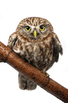 owl the isolated sitting on a branch