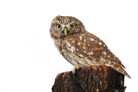 owl the isolated sitting on hemp