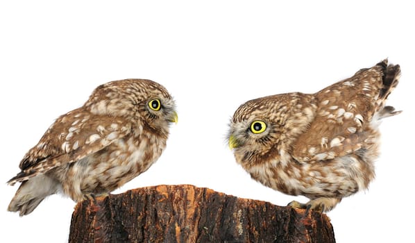 two owl the isolated sitting on hemp