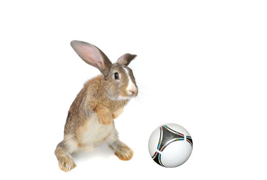 rabbit with a ball on a white background