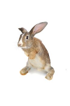 Brown Rabbit on white background