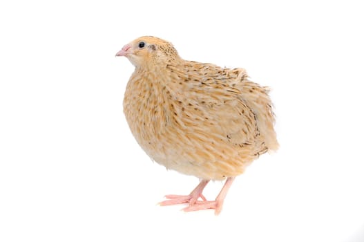 adult quail isolated on white background