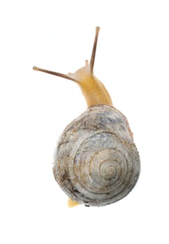 garden snail in front of white background