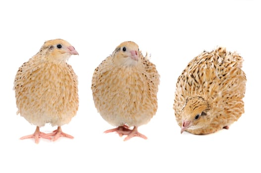 adult quail isolated on white background