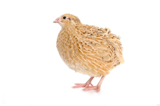 adult quail isolated on white background