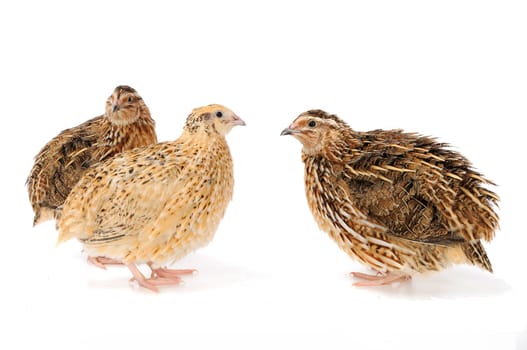 adult quail isolated on white background