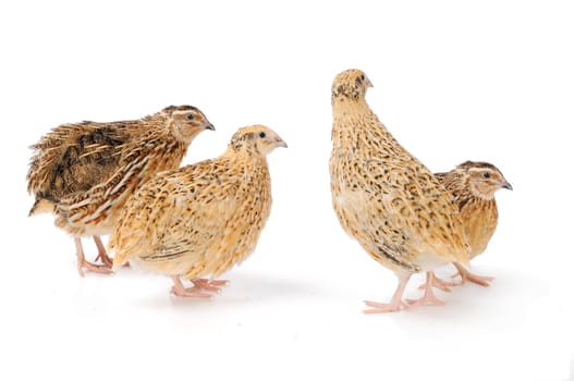 adult quail isolated on white background