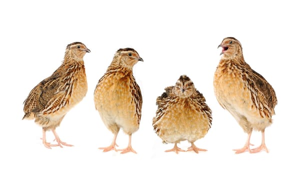 adult quail isolated on white background