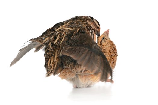 reproduction quail on a white background