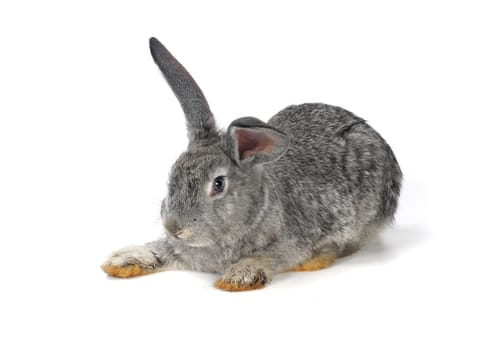 grey rabbit on a white background